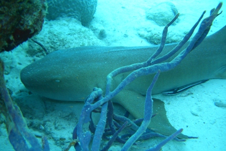 Nurse Shark